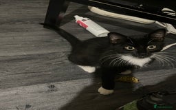 Maine Coon cats for sale: ! 12 week kitten for sale!  - Advert 7