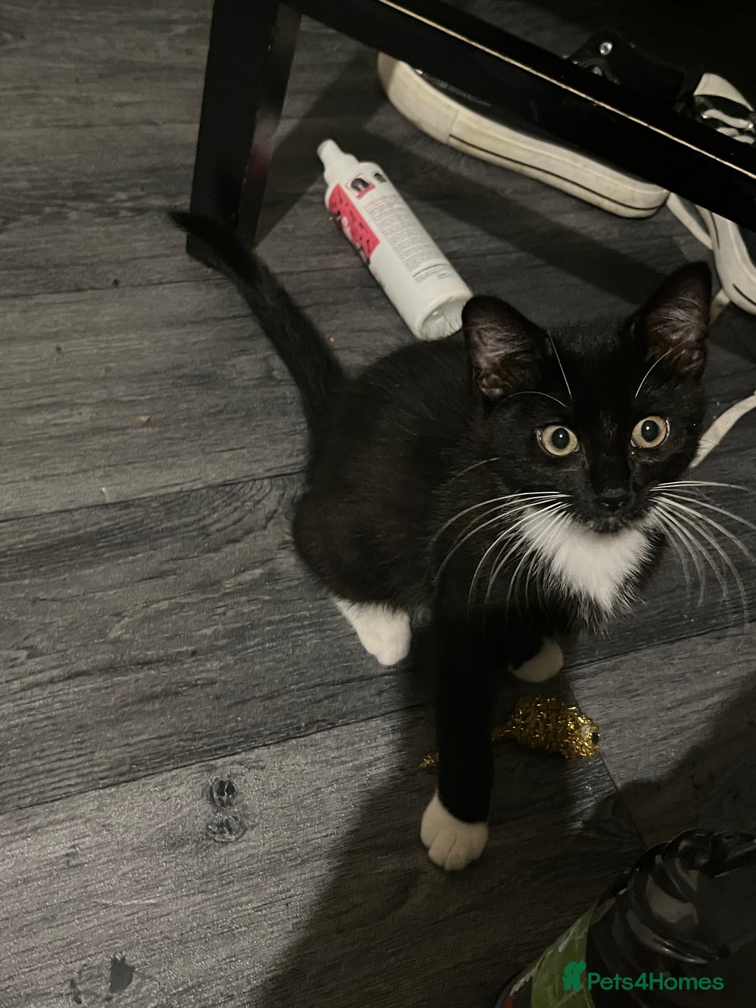 Maine Coon cats for sale: ! 12 week kitten for sale!  - Advert 7