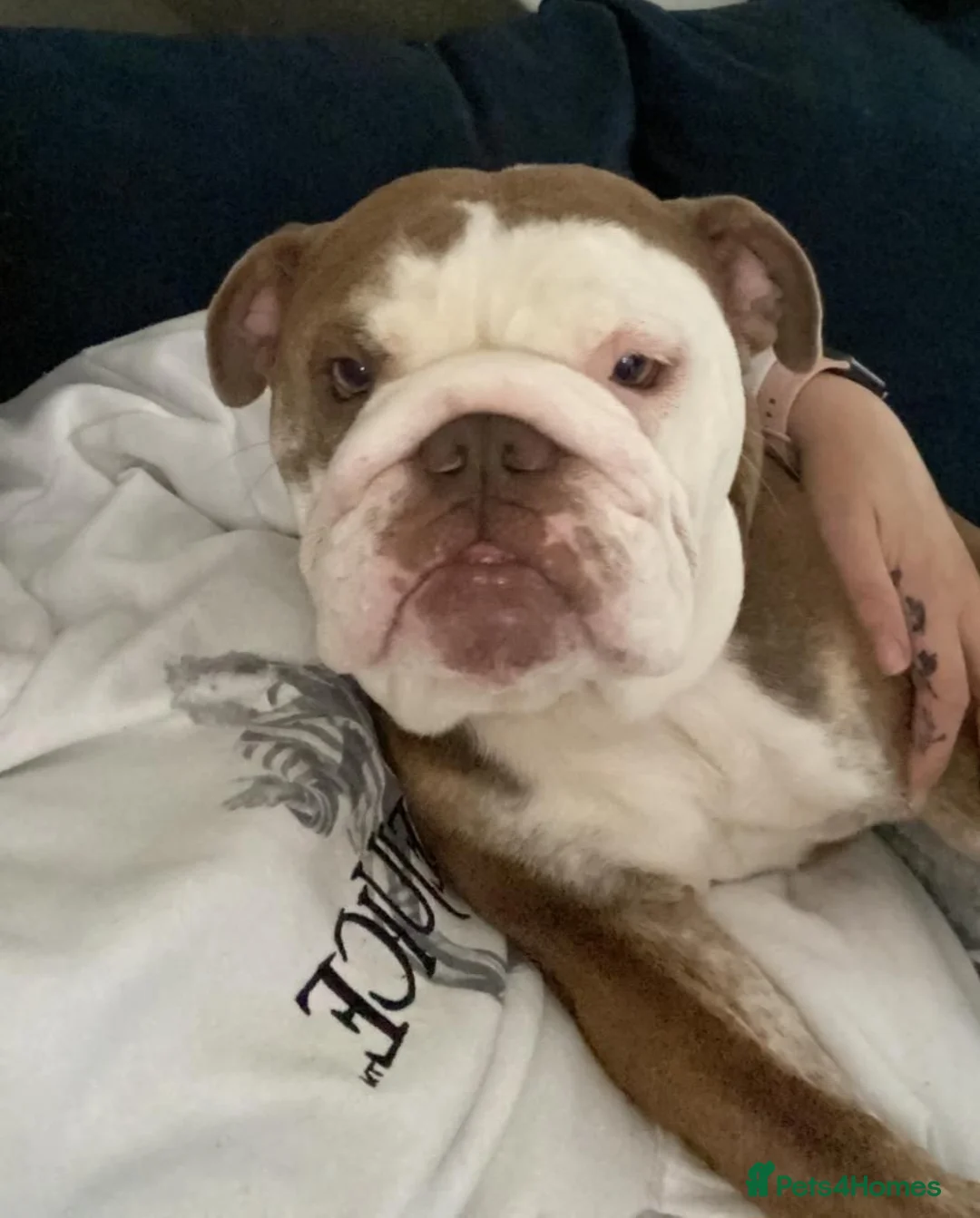 English Bulldog dogs for stud: Beautiful lilac and tan british bulldog for stud  in Norwich - Advert 8