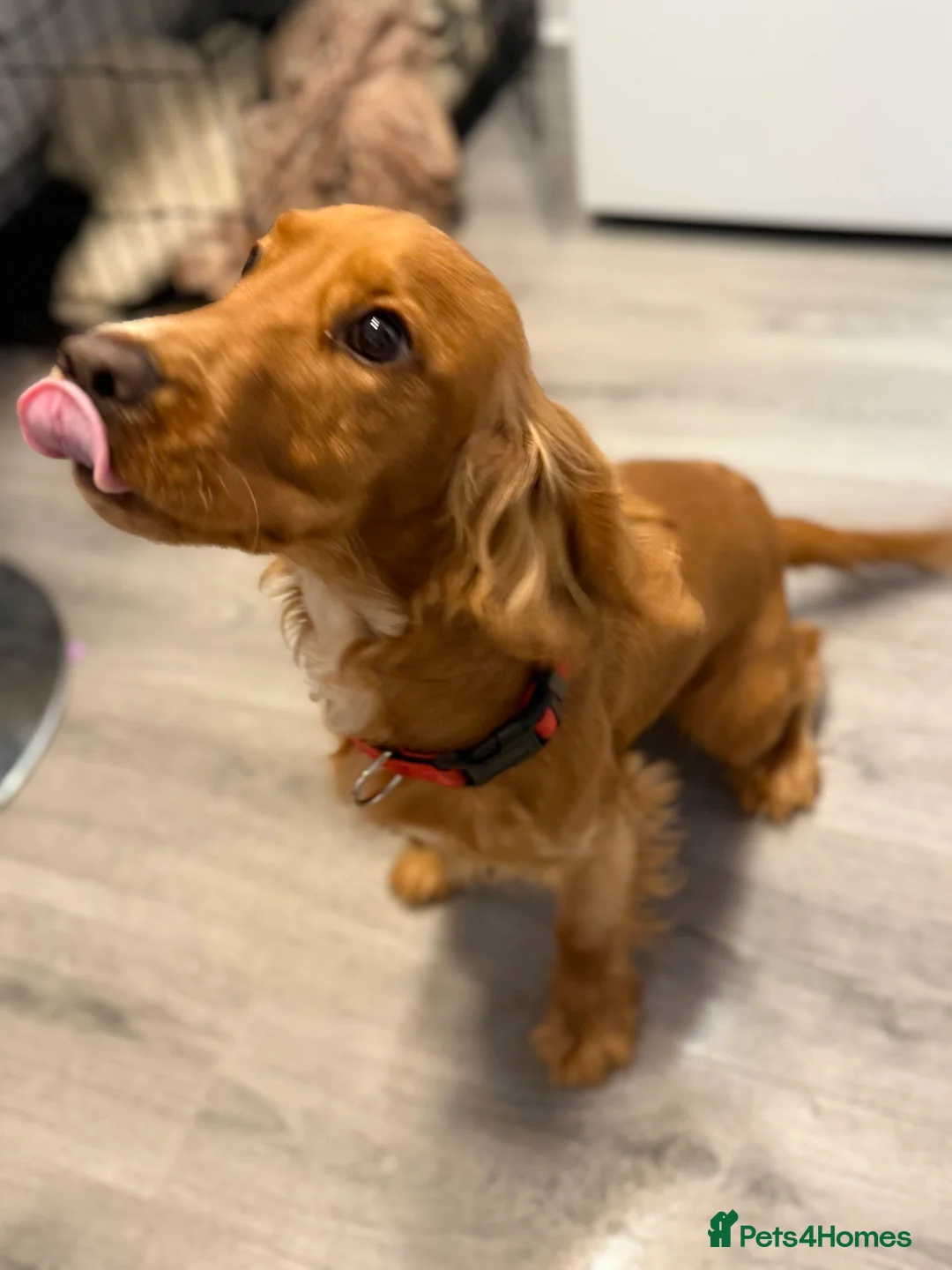 Cocker Spaniel dogs for sale:  Cocka spaniel  - Advert 1