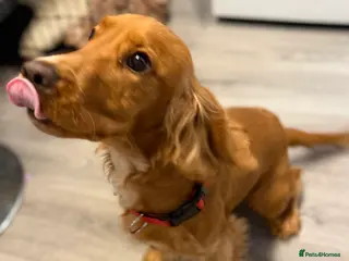 Cocker Spaniel dogs Cocka spaniel - Advert 1