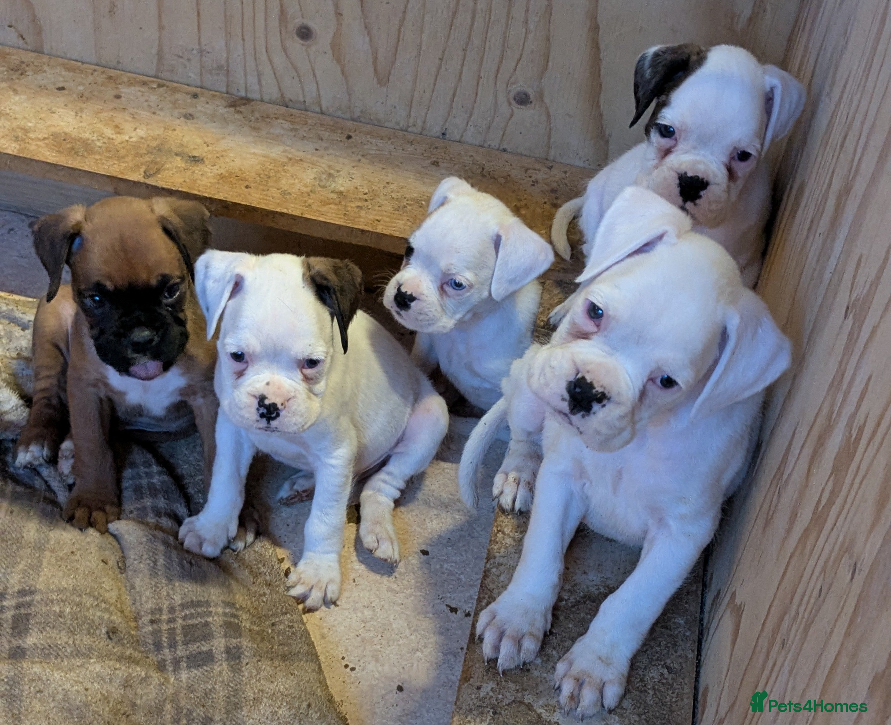 Boxer dogs Boxer puppies for sale - Advert 1