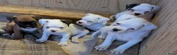 Boxer dogs for sale: Boxer puppies for sale in Peterborough - Advert 1