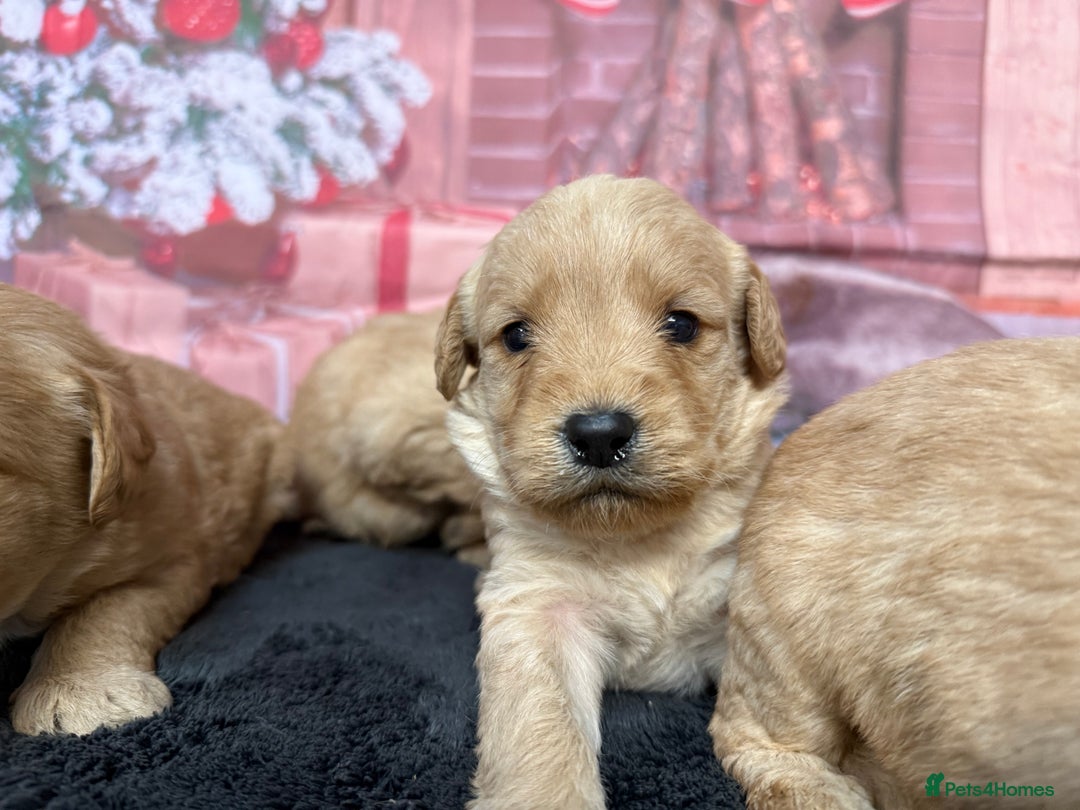 Labradoodle dogs for sale: Beautiful Miniature F1 Labradoodles - Advert 2