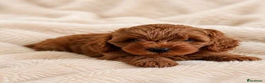 Cavapoo 2