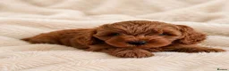 Cavapoo dogs for sale: Adorable Cavapoo Puppies - Advert 1