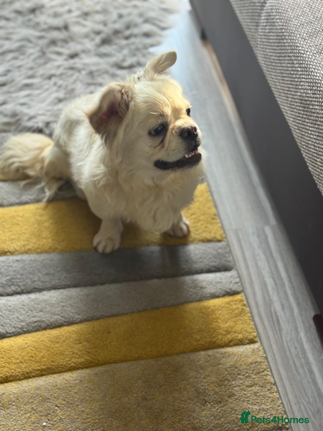 Mixed Breed dogs for adoption: Sweet Bob looking for LOVE - Image 5