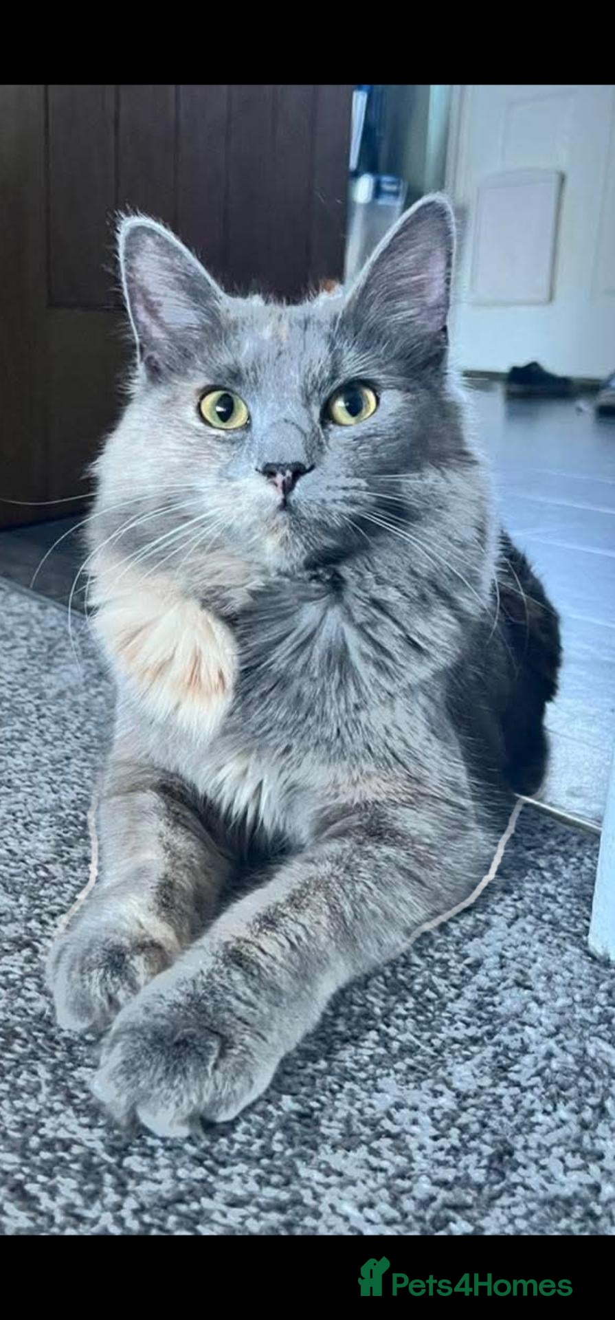 Mixed Breed cats for sale: Persian cross maincoon fluffy kittens  - Advert 2