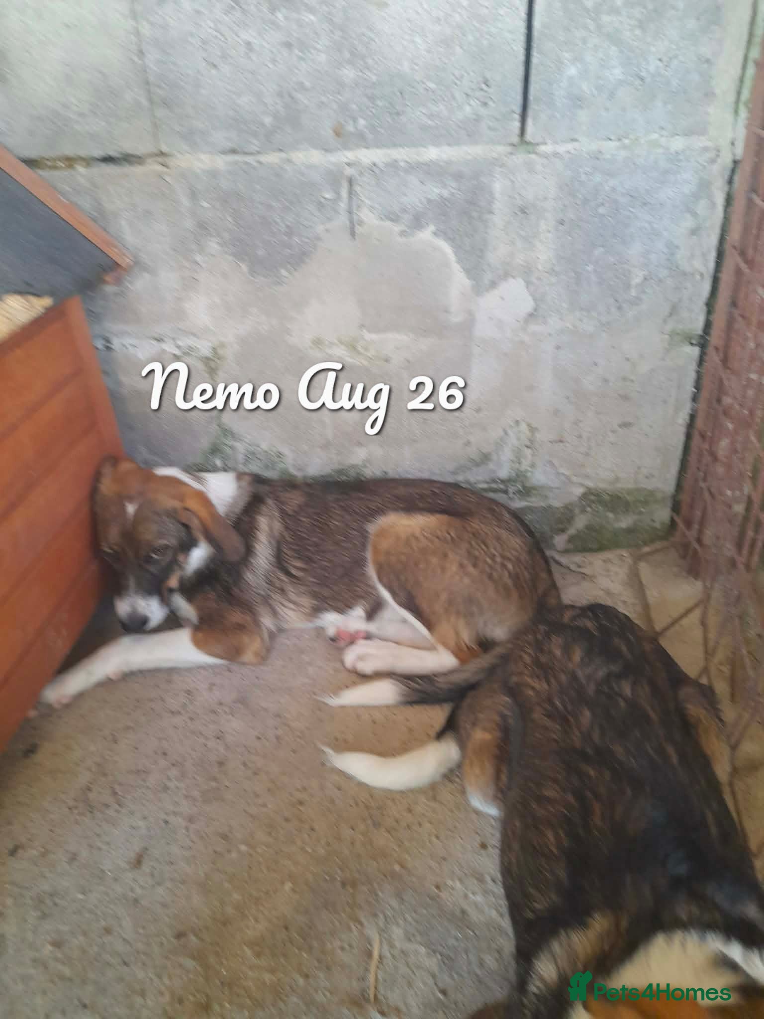 Mixed Breed dogs Nemo, 7 months approx. Available for adoption. - Advert 6