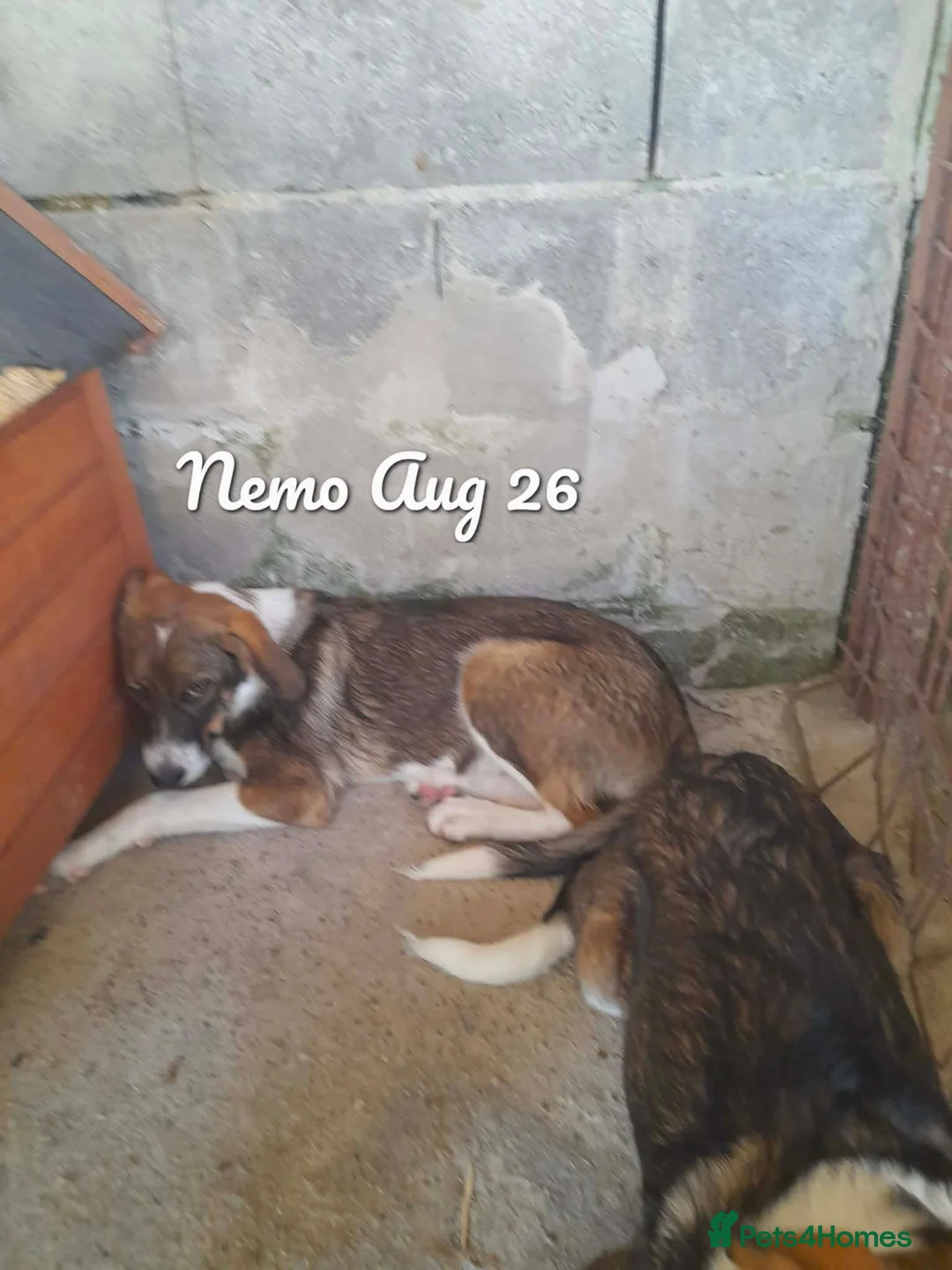 Mixed Breed dogs for adoption: Nemo, 7 months approx. Available for adoption. - Advert 1