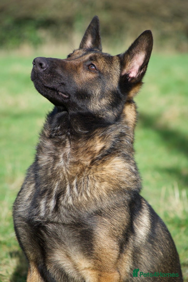 Belgian Shepherd Dog dogs Female Belgian Malinoi For Sale - Advert 1