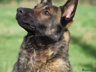 Belgian Shepherd Dog dogs Female Belgian Malinoi For Sale - Advert 1