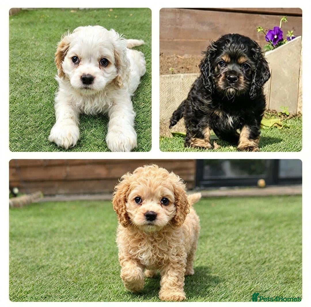 Cockapoo dogs  F1b extensively DNA tested American cockerpoo  - Advert 1