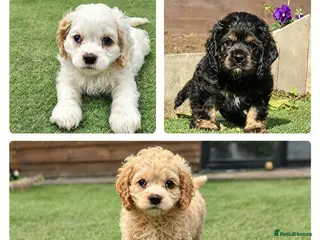 Cockapoo dogs F1b extensively DNA tested American cockerpoo - Advert 1