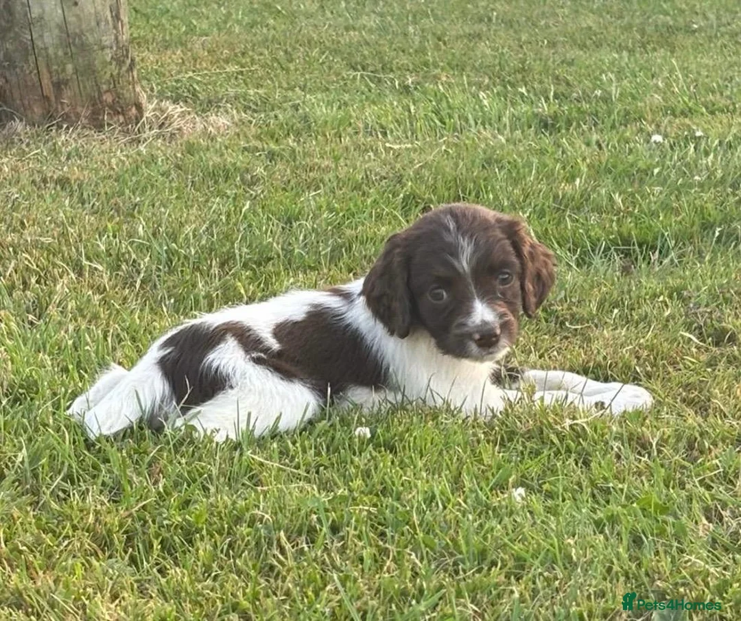 English Springer Spaniel dogs for sale: English Springer Spaniel Puppy - Advert 3