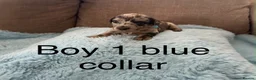 Miniature Dachshund dogs for sale: Miniature dachshund puppies - Advert 8