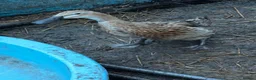 Ducks poultry for sale: Runner ducks (mixed) in Blyth - Advert 3