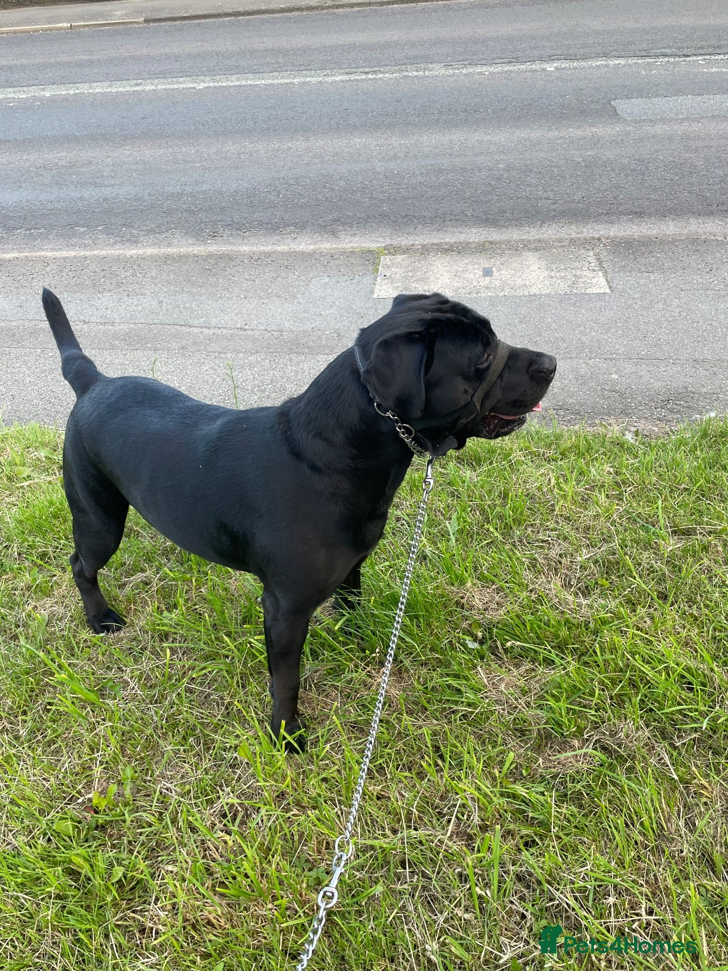 Mixed Breed dogs Mr Vincent / Vinny  - Advert 1