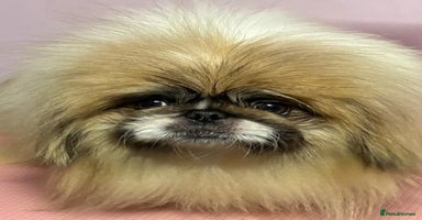 Pekingese dogs - Advert 1