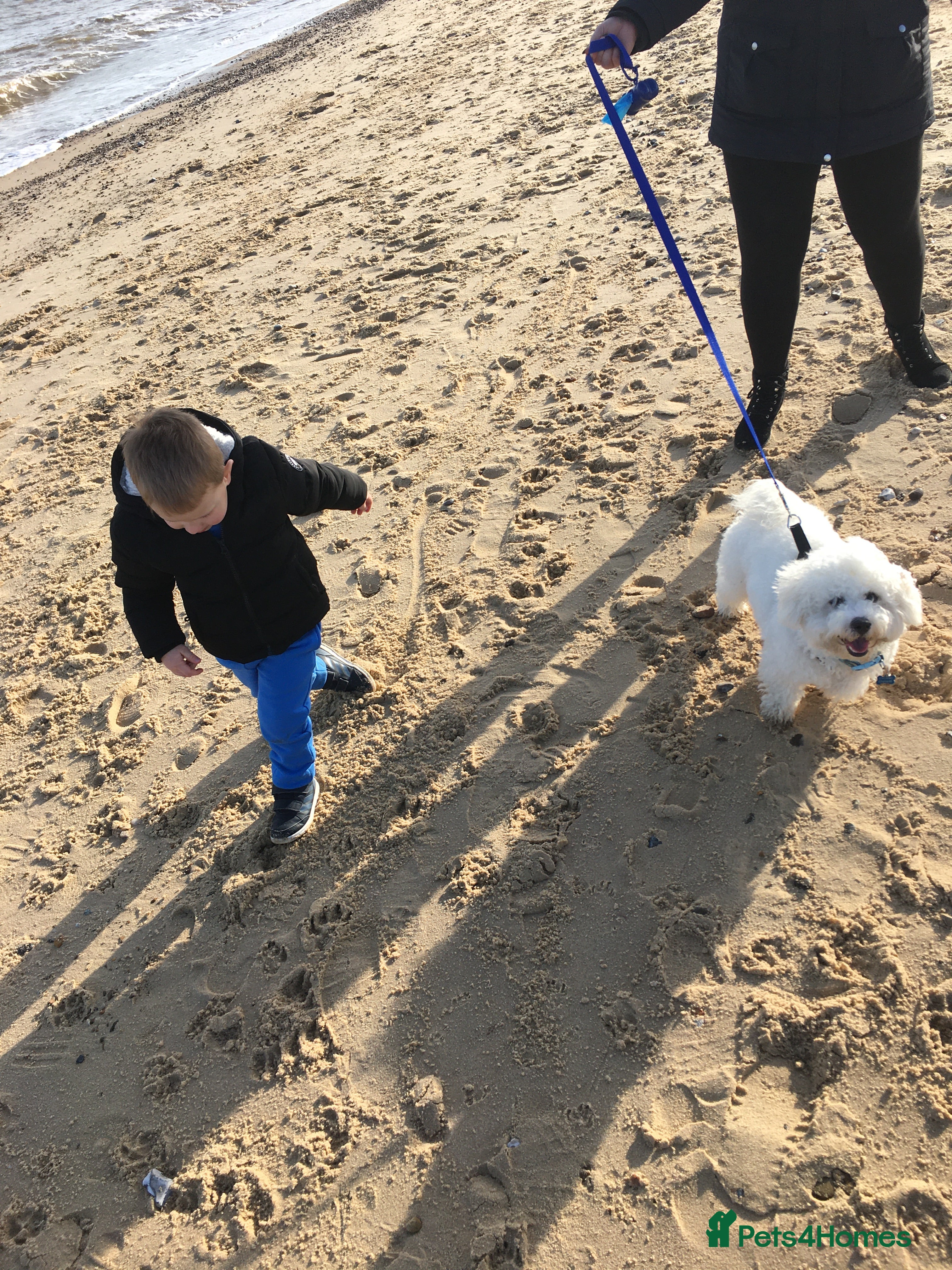 Bichon Frise dogs Bichon for stud BAILEY - Advert 17