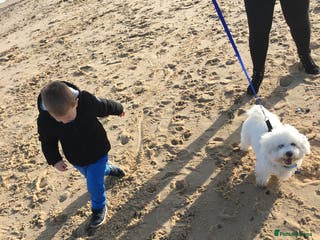 Bichon Frise dogs Bichon for stud BAILEY - Advert 17