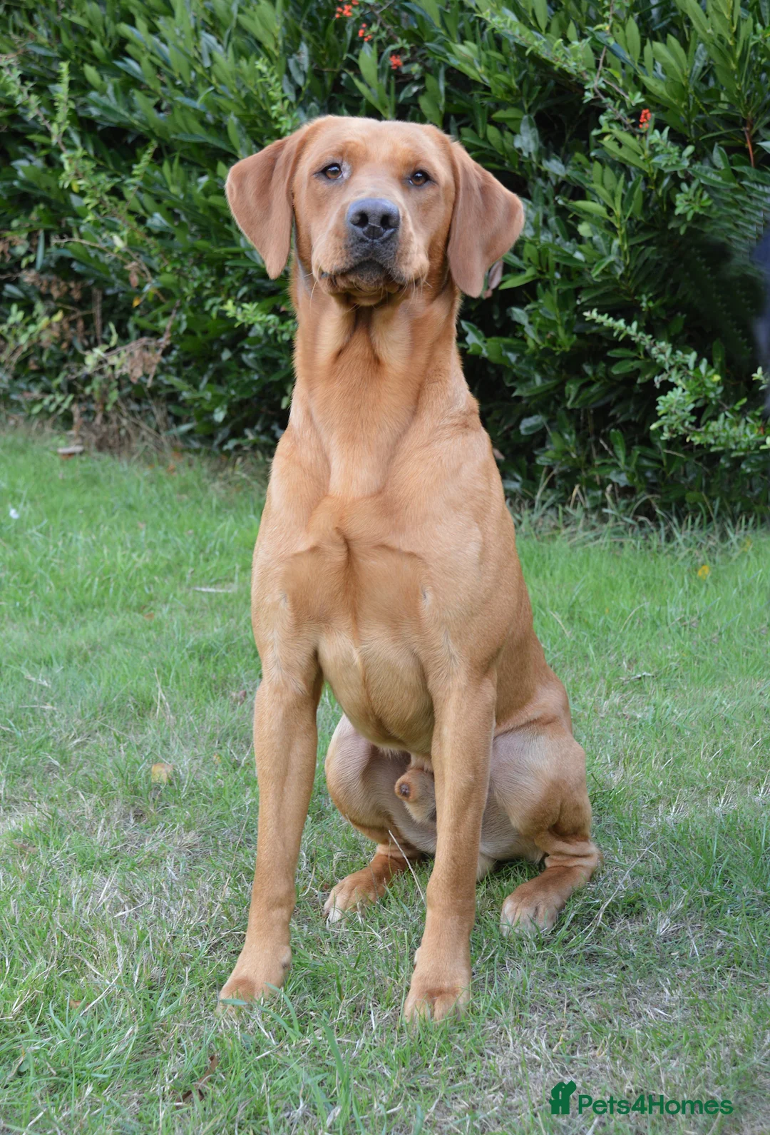 Labrador Retriever dogs for stud: Styanding at stud Fox Red Labrador Retriever - Advert 3