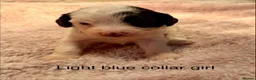 Sproodle dogs for sale: Sproodle puppies from experienced, licensed breedr - Advert 1