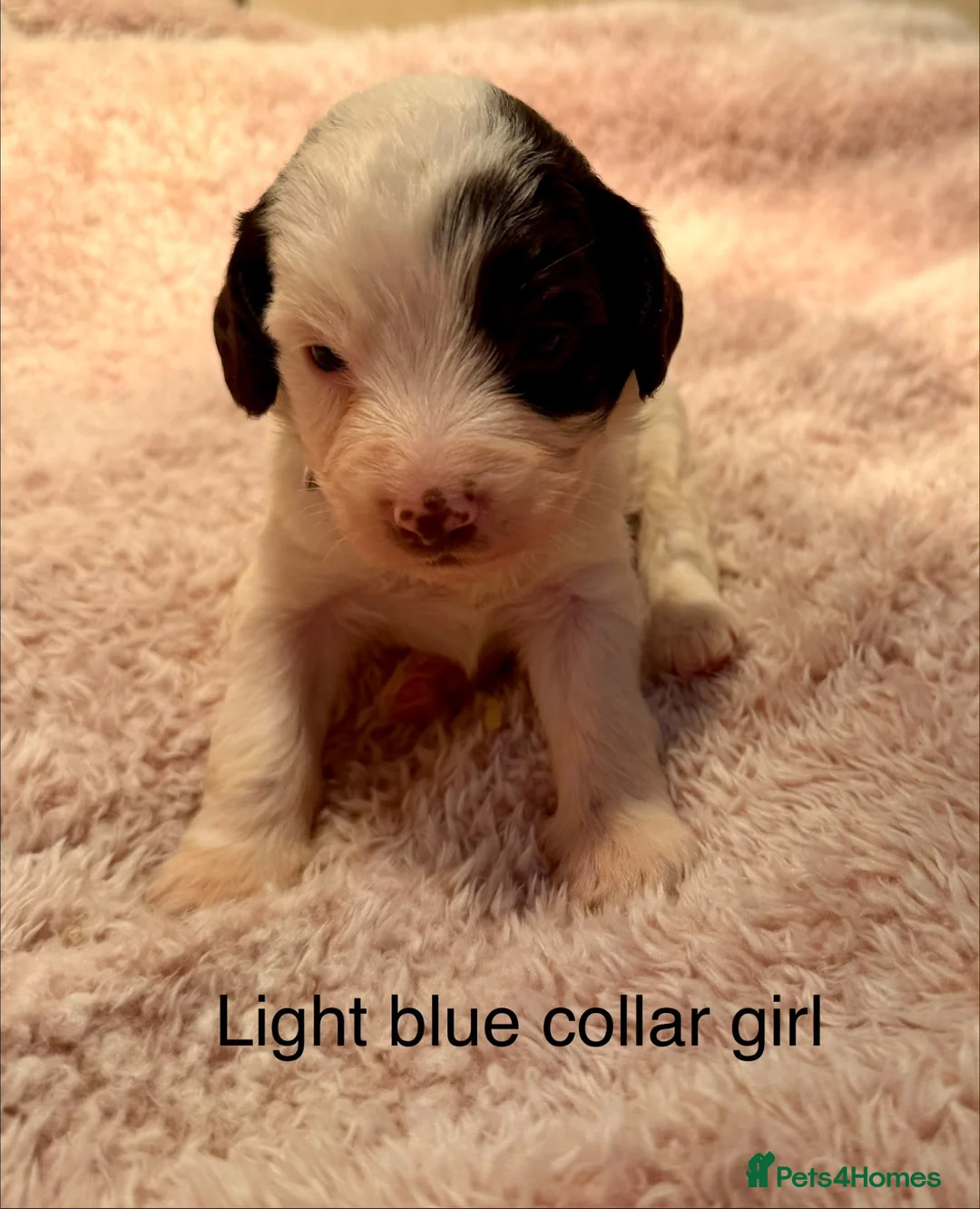 Sproodle dogs for sale: Sproodle puppies from experienced, licensed breedr - Advert 1
