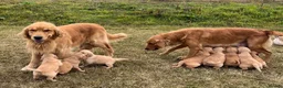 Golden Retriever dogs for sale: Beautiful KC Golden Retriever Puppies  - Advert 10