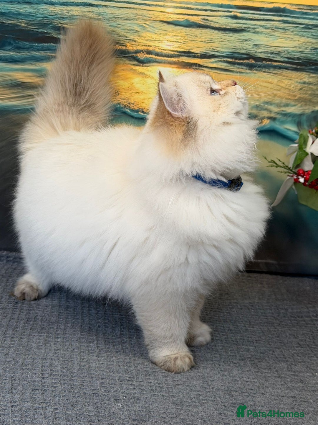 British Longhair cats for sale: 🌟Adorable TICA-Registered kitten - IZAK🌟 - Advert 8