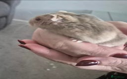 Hamster rodents for sale: Drawf hamster, female - Image 3