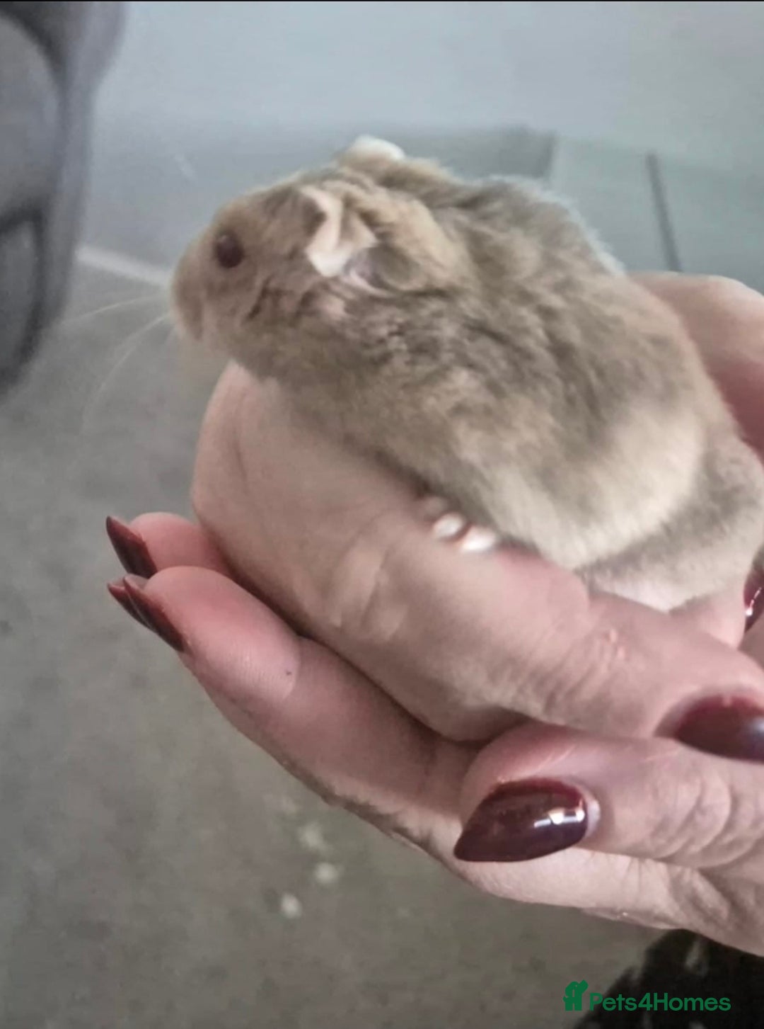 Hamster rodents for sale: Drawf hamster, female - Image 3