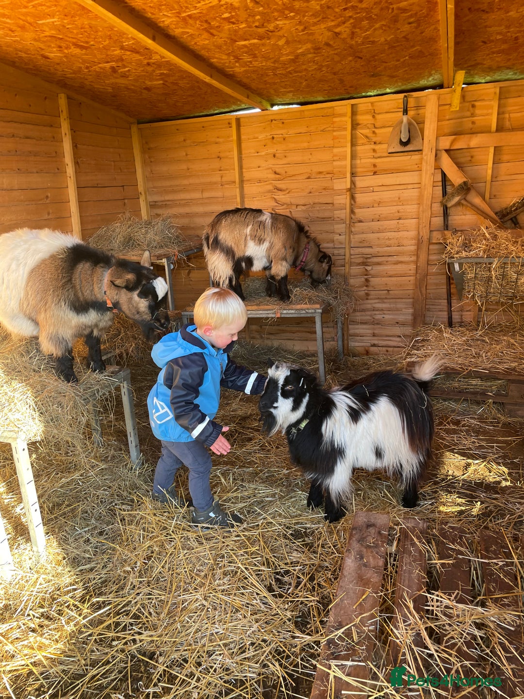 Goats livestock for sale: Three gorgeous male Pygmy goats. Must go together. - Advert 8