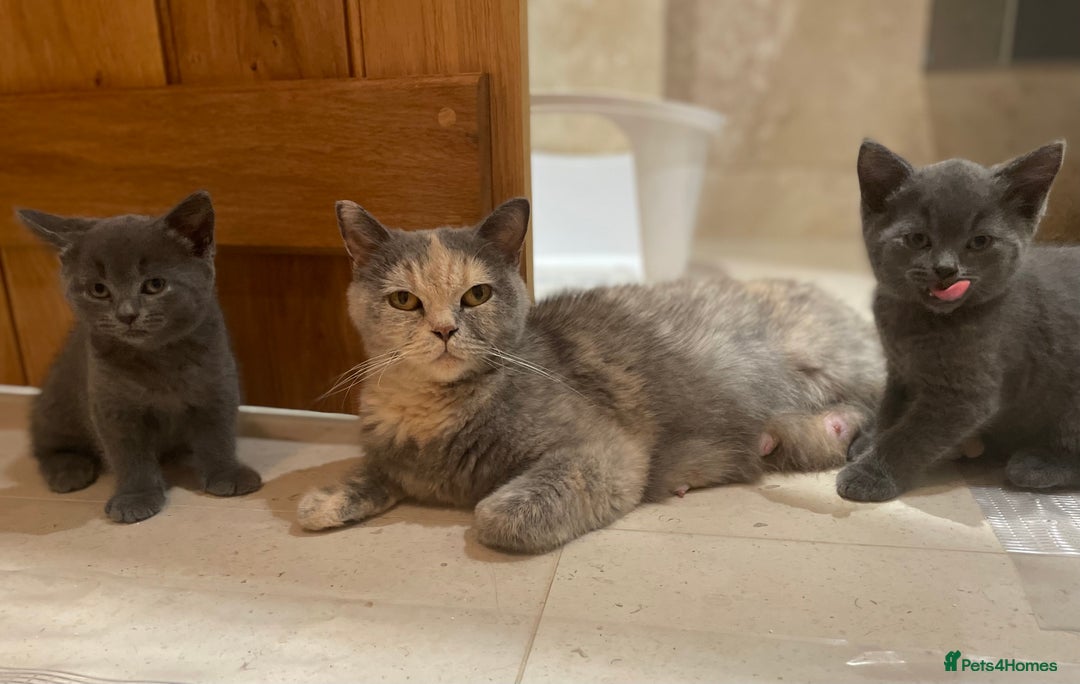 British Shorthair cats for sale: Three TICA British shorthair kittens - Image 6