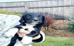Cocker Spaniel dogs for sale: Black and white roan boy left 9 weeks - Image 12