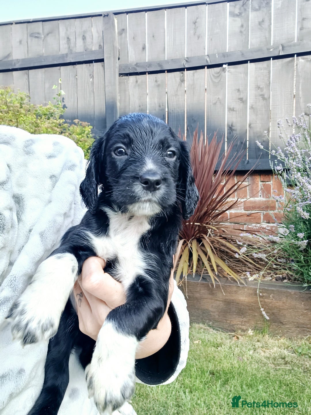 Cocker Spaniel dogs for sale: Black and white roan boy left 9 weeks - Image 12