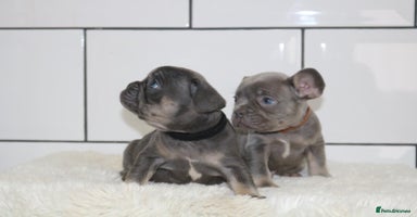 French Bulldog dogs - Advert 7