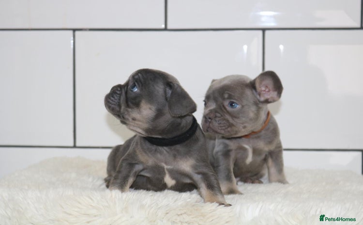 French Bulldog dogs - Advert 3
