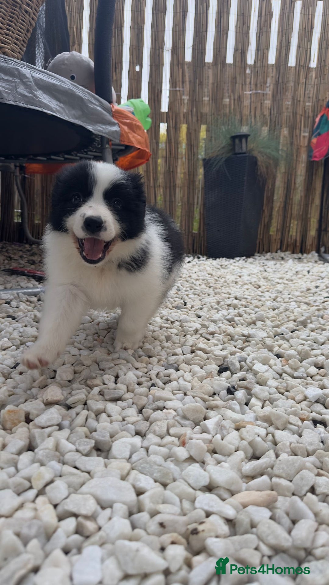 Border Collie dogs for sale: Dylan /Dill - ONLY 4 LEFT International Champion blood line - Image 23