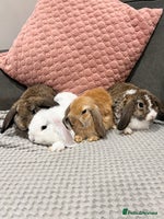 Mini Lop rabbits - Advert 2