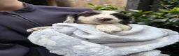 English Springer Spaniel dogs for sale: English Springer Spaniel Puppies - Advert 16