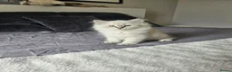 Siberian cats for sale: 2 lovely Siberians left ! - Advert 10