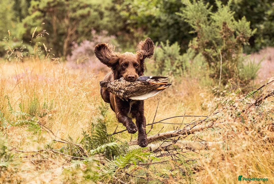 Cocker Spaniel dogs for stud: Cocker spaniel for stud extensively health tested  in Shrewsbury - Advert 21