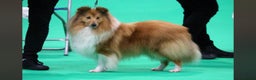 Shetland Sheepdog dogs for sale: Shetland sheepdog puppy looking for forever home - Advert 11