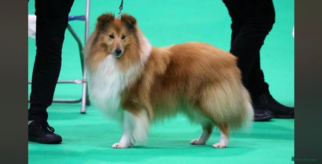 Shetland Sheepdog dogs for sale: Shetland sheepdog puppy looking for forever home - Advert 11