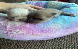 Chihuahua dogs for sale: Chihuahua puppies  - Image 4