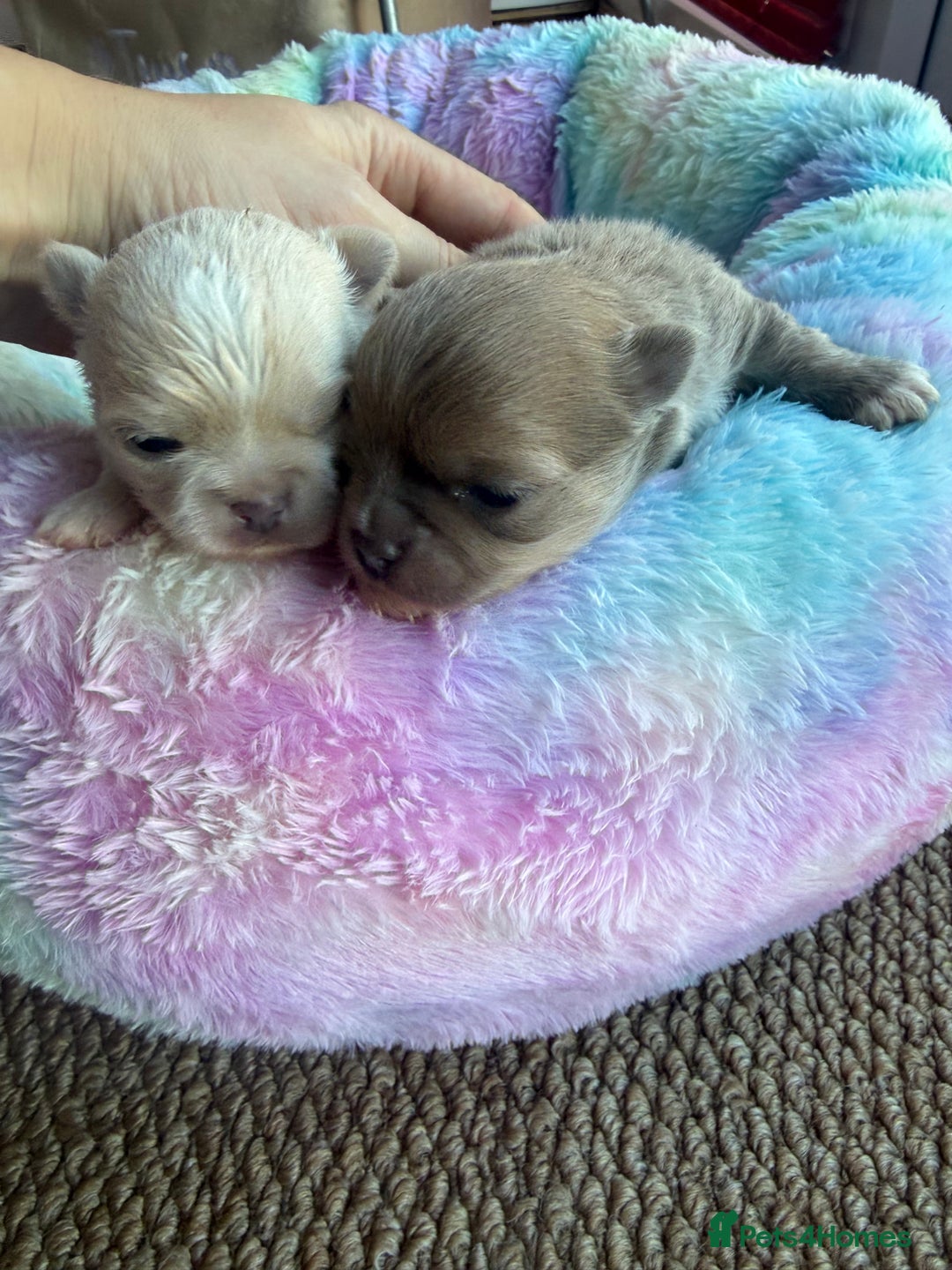 Chihuahua dogs for sale: Chihuahua puppies  - Image 4