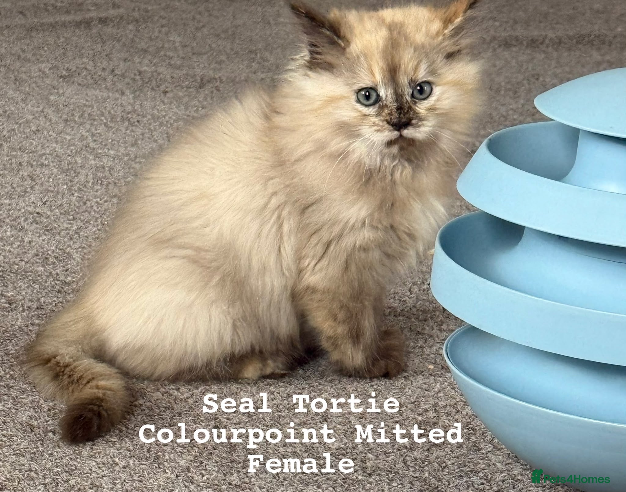 Ragdoll cats Ragdoll kittens - Advert 2