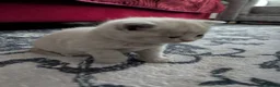 British Shorthair cats for sale: Pure British short hair kittens - Advert 25
