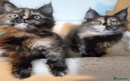 Maine Coon cats for sale: Pedigree GCCF Registered Maincoon Kittens - Image 1
